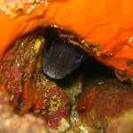 20080524_karaburun_024