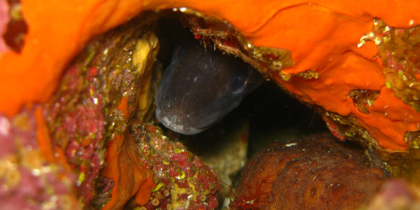 Karaburun Underwater