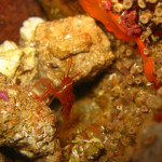 20080524_karaburun_026