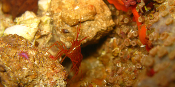 Karaburun Underwater