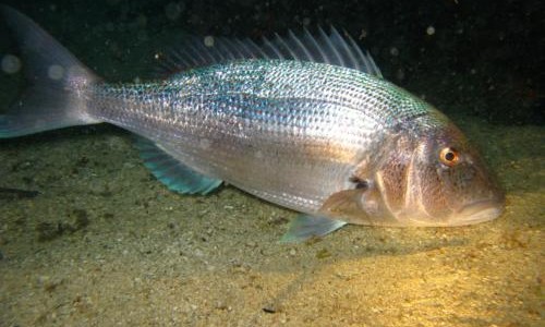 Underwater Photo